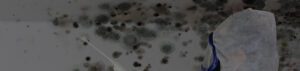 Mold Remediation Services Contractor in Michigan Mold-Remediation-Services-Contractor-in-Michigan