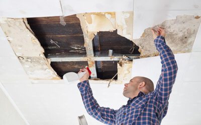 How to Spot Mold in Your Home or Workplace