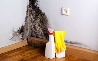 Understanding the Risks of Indoor Mold