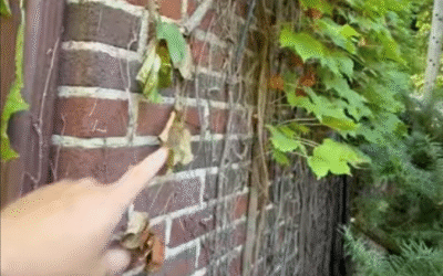 Ivy Growing on Brick | Ferndale, MI | Why It’s a Bad Idea