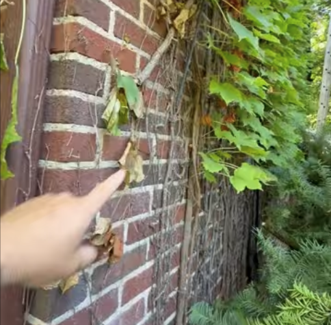 Ivy Ferndale Michigan