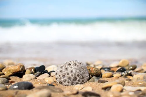 Petoskey Stone