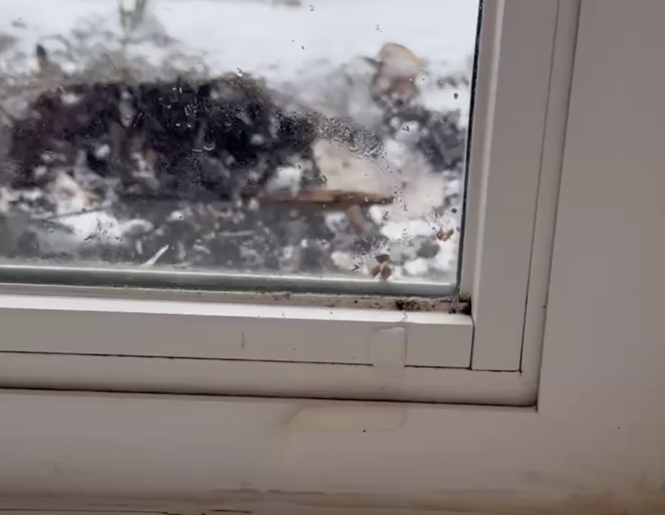 Window Seal Failure - Flat Rock, MI